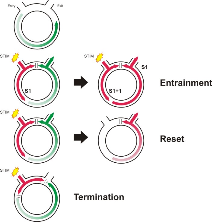 Entrainment and Resetting Diagram